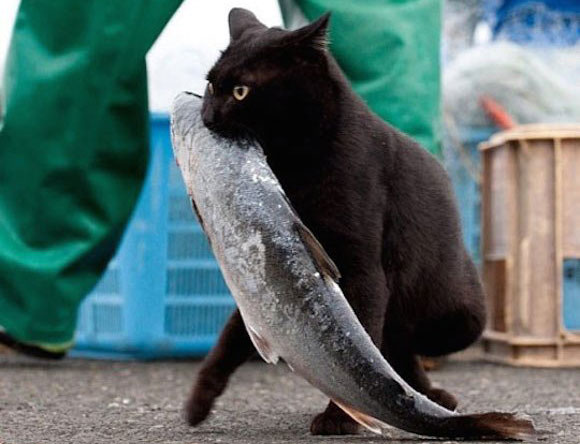 お魚咥えた猫